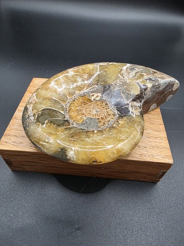 Ammonit madagaskar schale für - ammonit,