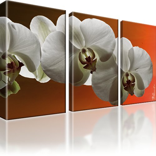 Orchidee blume bild teilig - orchidee, 3