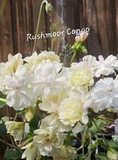 Pelargonie Hybride Zonartic