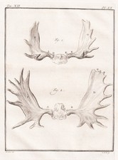 Ren reindeer reindeer antlers
