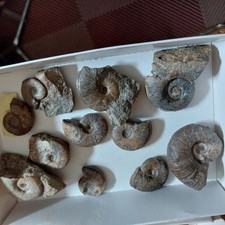 Ammoniten  10 x  Lias  e 