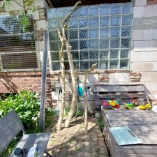 Stamm eines 80-100 jährigen Buchsbaums Buxus Buchsbaumholz  D=10-13cm, L= 270cm