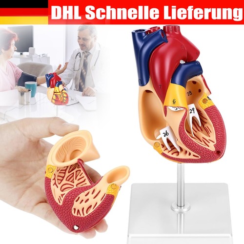 Anatomie modell herz des - modell,