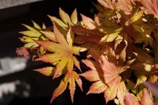 Acer shirasawanum 'Autumn
