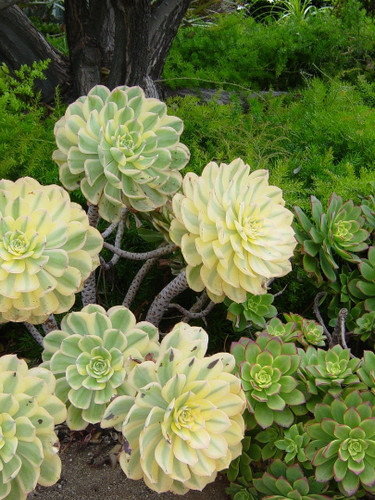 Aeonium sunburst samen - sunburst, 10