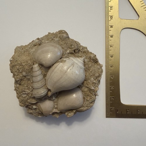 Fossilienplatte mit