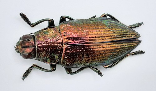 Buprestidae chrysodema - buprestidae,,