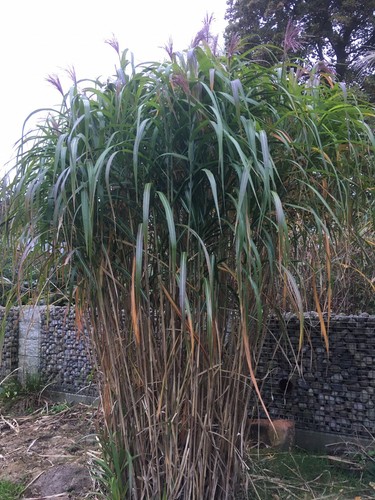Liter china schilf - 10,
