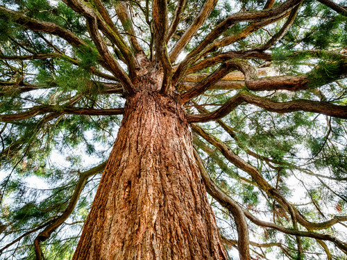 Mammutbaum samen redwood - mammutbaum,