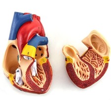 Anatomie Modell Herz des