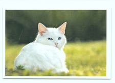 1 AK Katze 42' - NEU !!! #