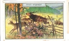 Hoyer - Kaufmannsbild - Jagdbild - Hirsche -  gem. Abbildung