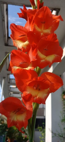 80002347 gladiole dalenii - 80002347,