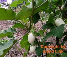 SAMEN Garten Blumen Samen Rarität seltene Pflanzen schnellwüchsig EIERBAUM