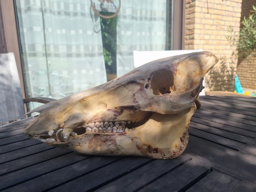 Große wildschweinknochen - 🔥,