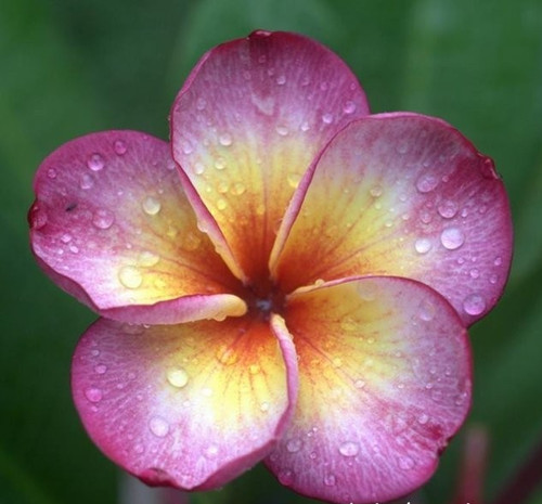 Frangipani plumeria million - plumeria,