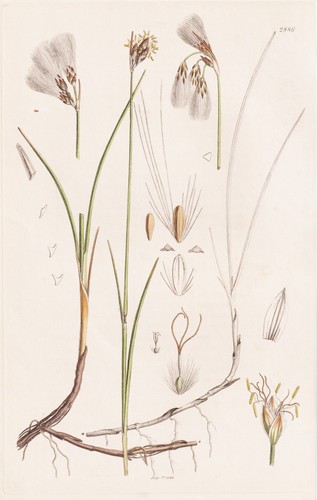 Eriophorum gracile wollgras - gracile,