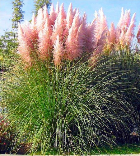Cortaderia selloana rosea - 10,