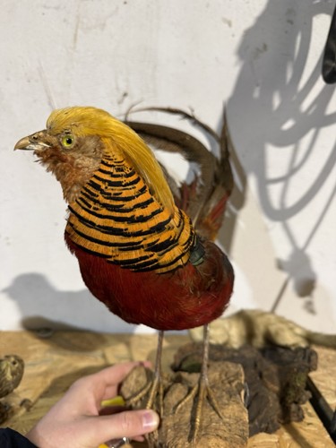 Tierpräparate sammlung - tierpräparate,