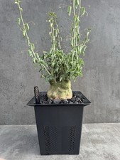 Adenia spinosa seltene - spinosa, –