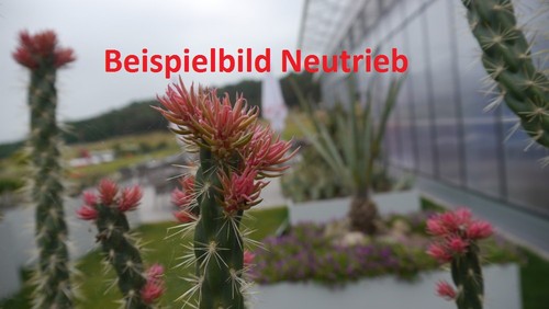 Cylindropuntia imbricata marco - cylindropuntia,