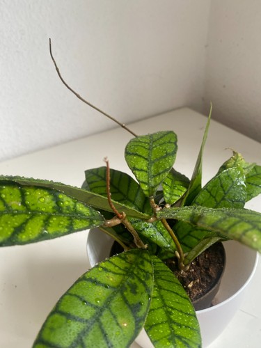 Hoya callistophylla grosse