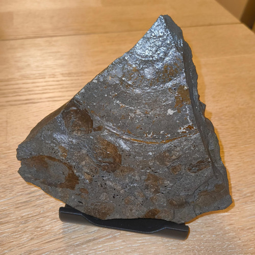 Ammoniten divers fossilien - fossilien, –