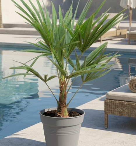 Trachycarpus fortunei palme - trachycarpus,