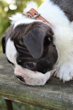 Halsband Welpe Chihuahua Katze