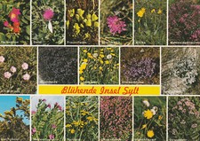 Postkarte - Postkarten -