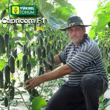 Gurkensamen Capricorn F1 Samen