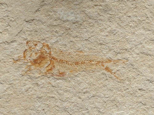 Phoenicolepis fossiler - phoenicolepis, -fossiler