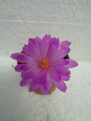 Mammillaria theresae 3cm - we,