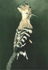 Ansichtskarte: Wiedehopf