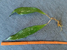 Hoya pubicalyx royal - pubicalyx,