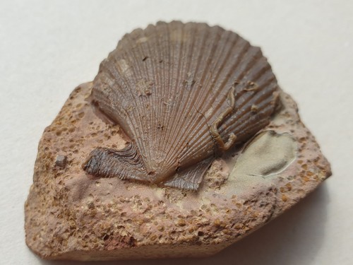 Traum chlamys textoria - traum,