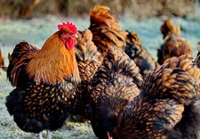 10 Bruteier Orpington gelb