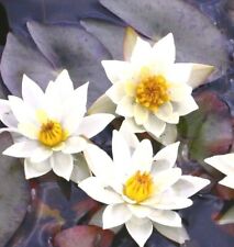 Wasserpflanzen Wolff im Pflanzkorb fertig Nymphaea tetragona Zwergseerose