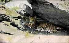 Ak Namibia Deutsch Südwest Afrika, Leopard im Schatten eines Felsens - 4641789