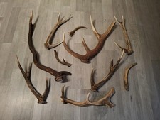 Abwurfstangen Rothirsch Damhirsch  Weißwedel