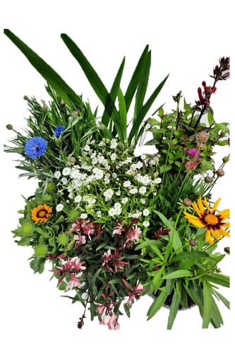 Enseleits sommerblumen bunter - sommerblumen,