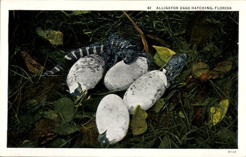Florida usa alligator eggs - ak,