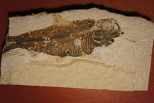 Knightia fisch fossil - fisch-fossil, eozän