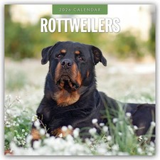 Rottweilers - Rottweiler 2026