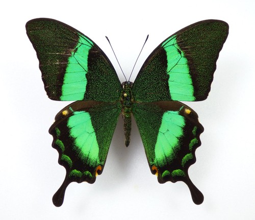 Papilio daedalus ssp - papilio, ssp.