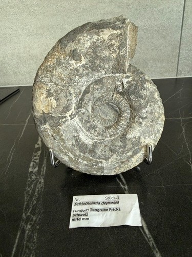 Großer ammonit aus der - großer,