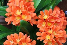 Orange WideLeaf Clivia Miniata