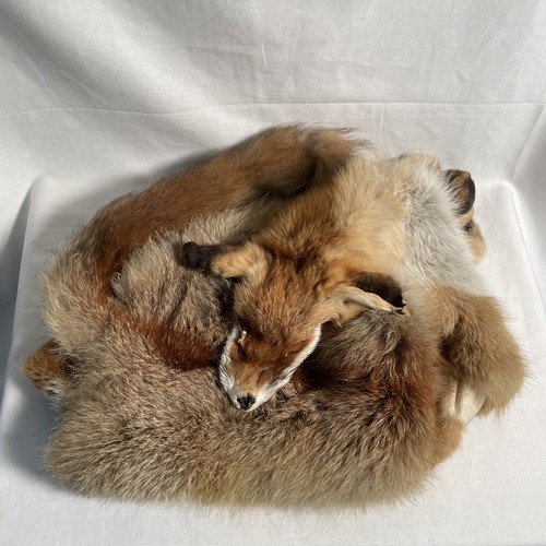 Fuchs fell pelz tierfell - pelz,