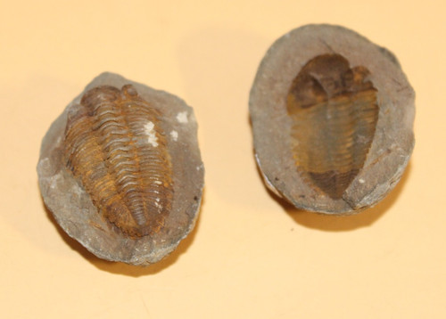 Eldredgeia venustus - eldredgeia,