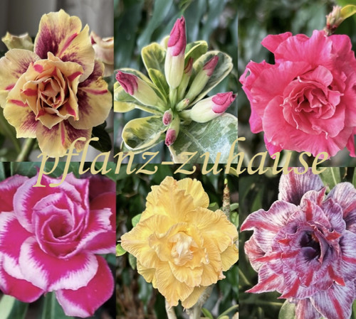 Adenium obesum flore - adenium,